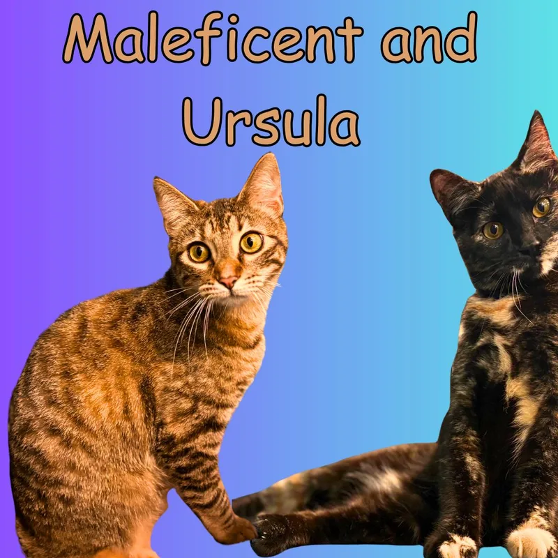 An adult medium-sized female Domestic Short Hair cat named Maleficent And Ursula for adoption in South Padre Island, TX