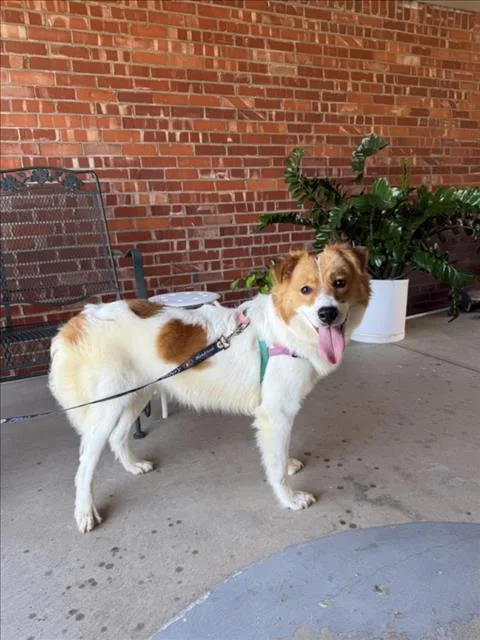 A young medium-sized female Australian Cattle Dog / Blue Heeler dog named Daisy for adoption in Tulsa, OK