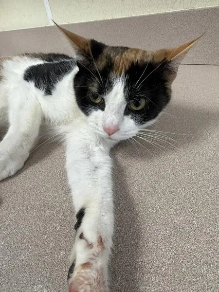 An adult small-sized female Domestic Short Hair cat named Mongoose for adoption in Salisbury, MD