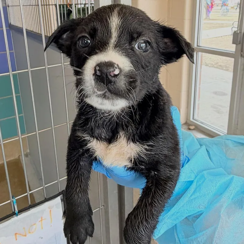 A baby small-sized female Black Labrador Retriever dog named Taos for adoption in San Antonio, TX