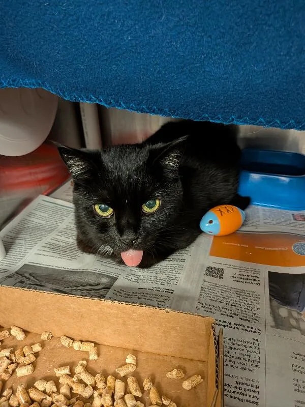 An adult medium-sized female Black Domestic Short Hair cat named Shuppet for adoption in Cincinnati, OH