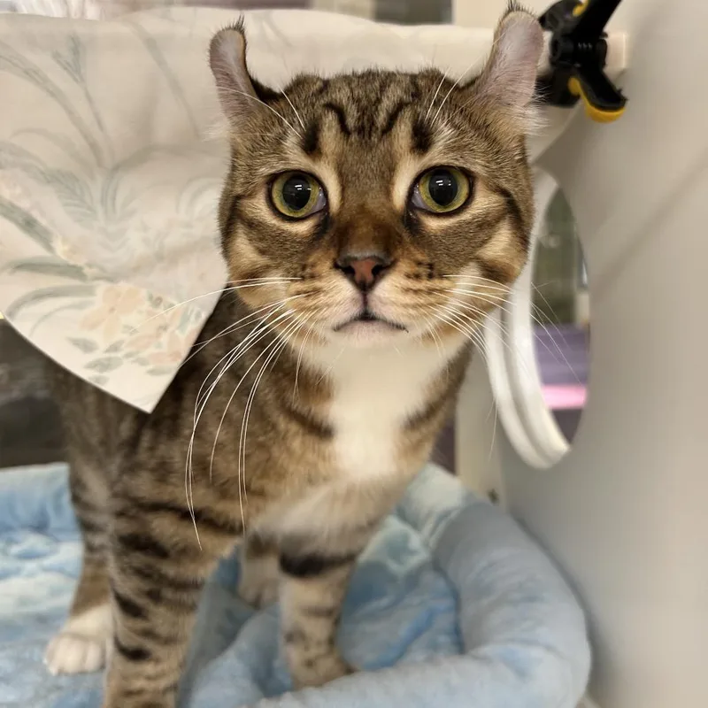 A young large-sized female Brown / Chocolate Pixiebob cat named Nala for adoption in League City, TX