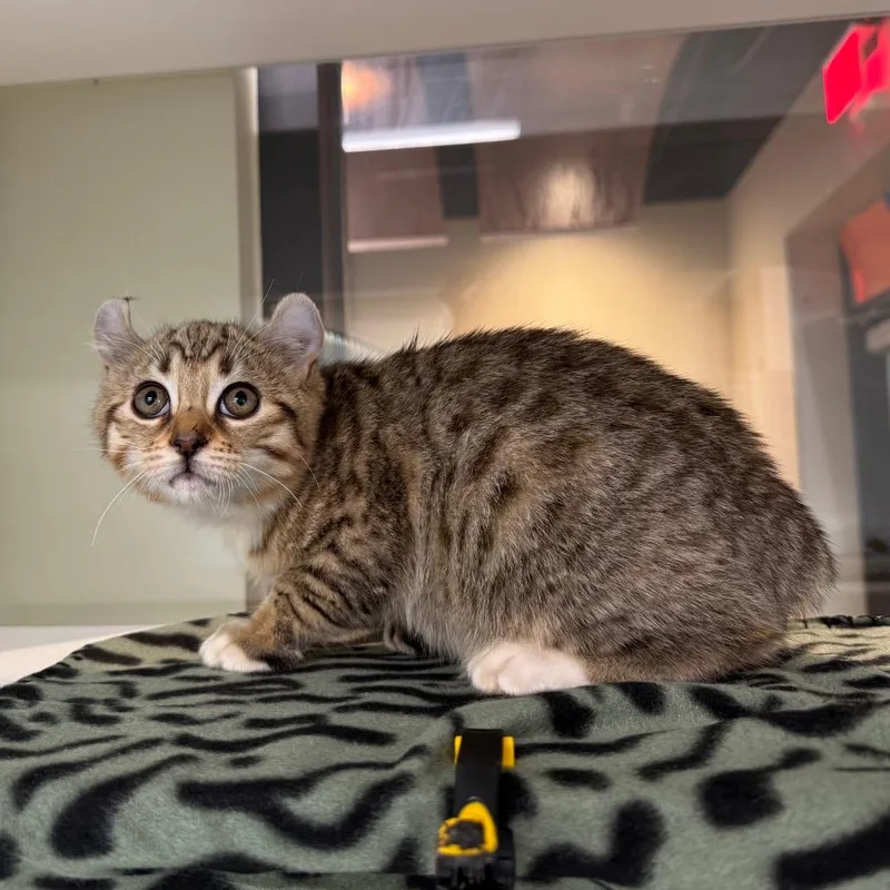 Nala thumbnail 2