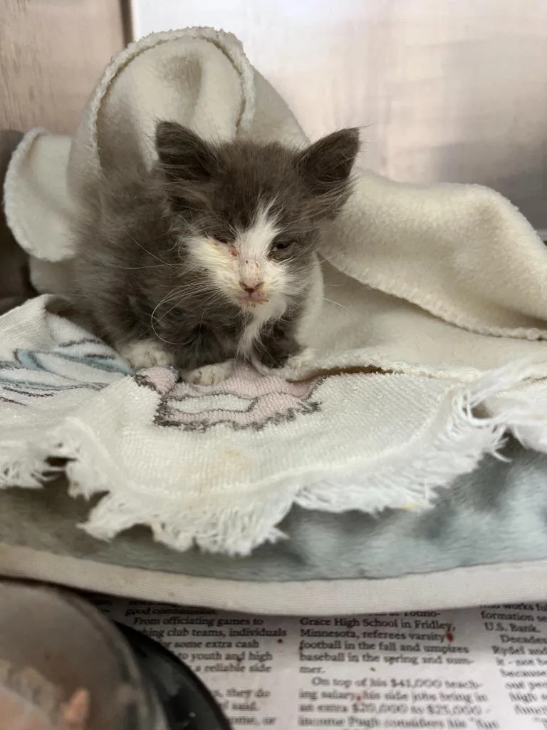 A baby small-sized male Domestic Medium Hair cat named Tommy for adoption in Richland Hills, TX
