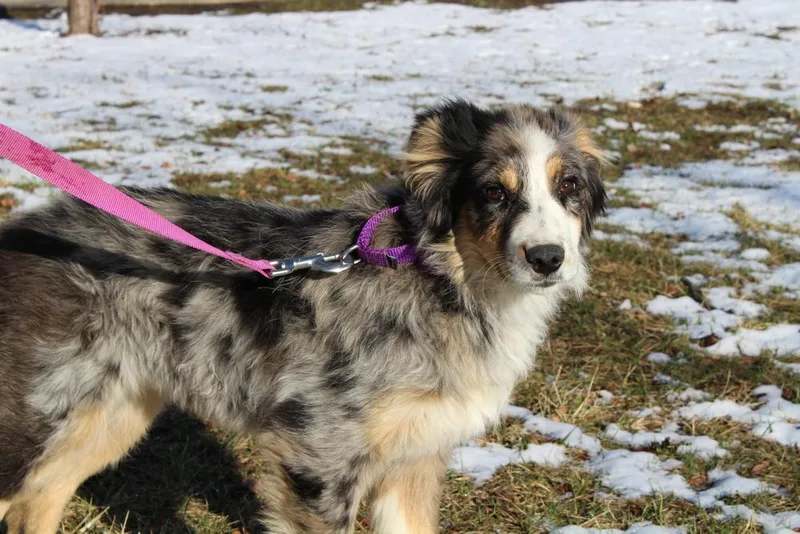 A young medium-sized female Merle (Blue) Australian Shepherd dog named Ruby for adoption in Ringwood, IL