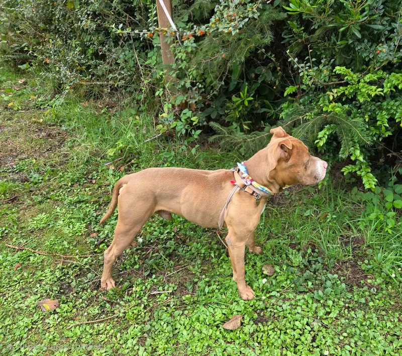 An adult medium-sized male Red / Chestnut / Orange Pit Bull Terrier dog named Hobbs for adoption in Crescent city, CA