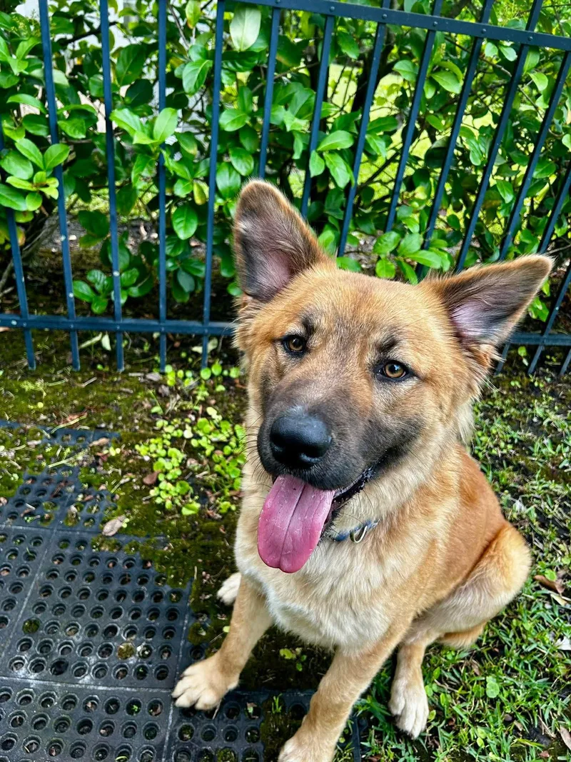 An adult medium-sized male Shepherd dog named Polo for adoption in Saint Petersburg, FL