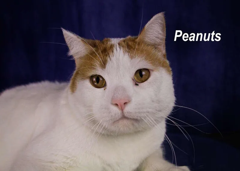 An adult medium-sized male Orange & White Tabby cat named Peanuts for adoption in York, NE