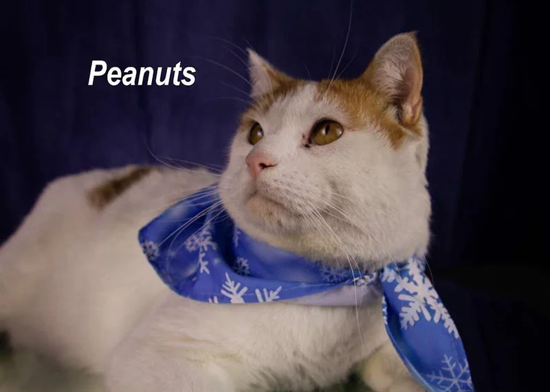 Peanuts thumbnail 3