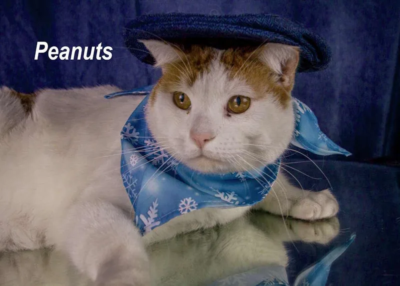 Peanuts thumbnail 4