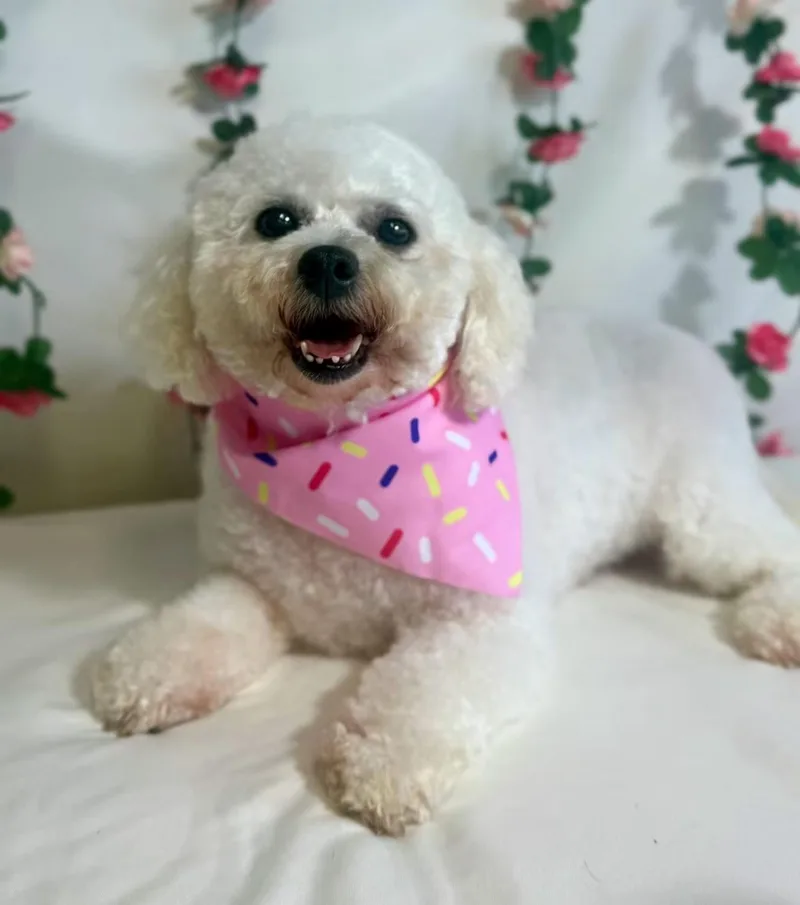 An adult small-sized female Bichon Frise dog named Bianca for adoption in New Stanton, PA