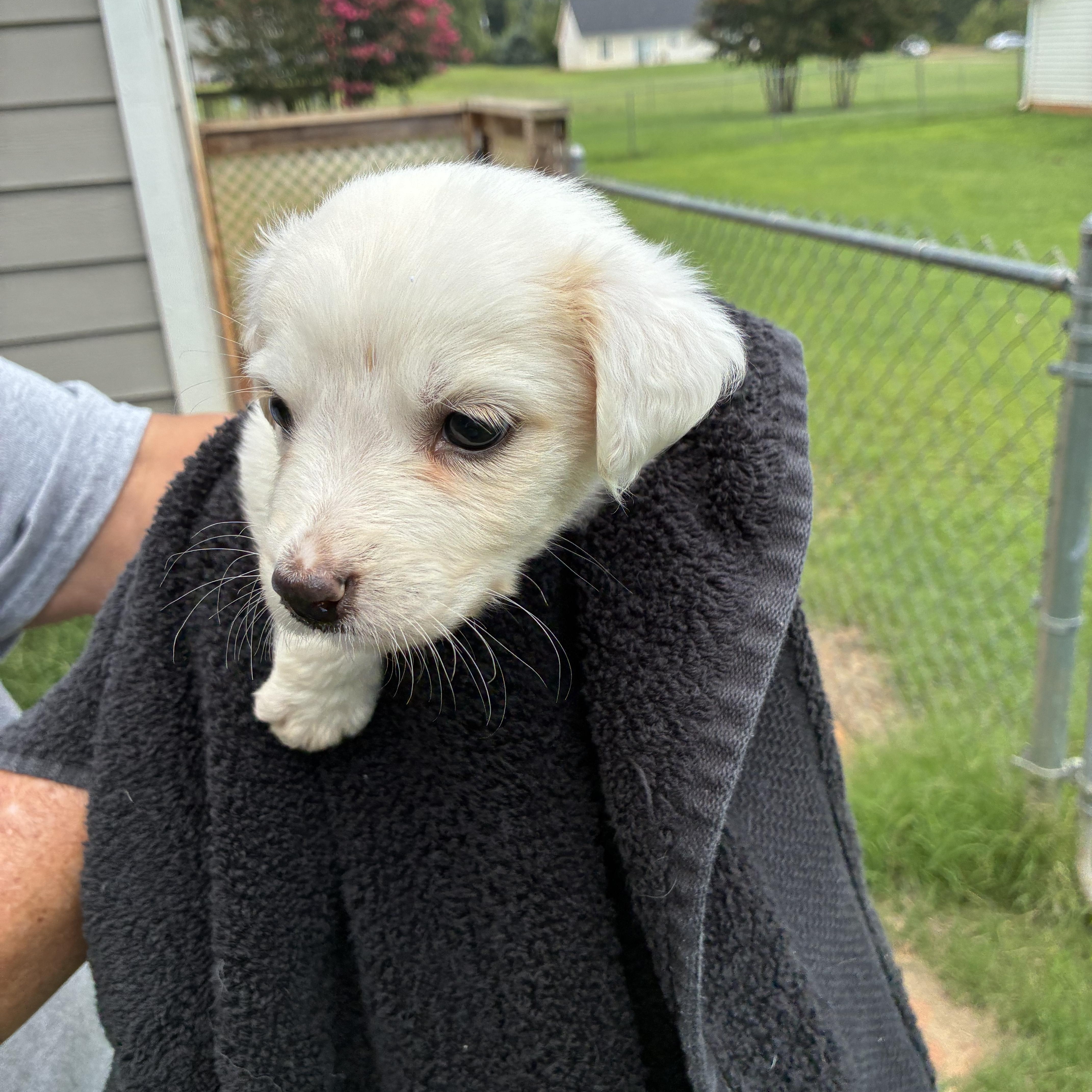 A baby small-sized female White / Cream Chihuahua dog named Jasmine for adoption in Woodruff, SC