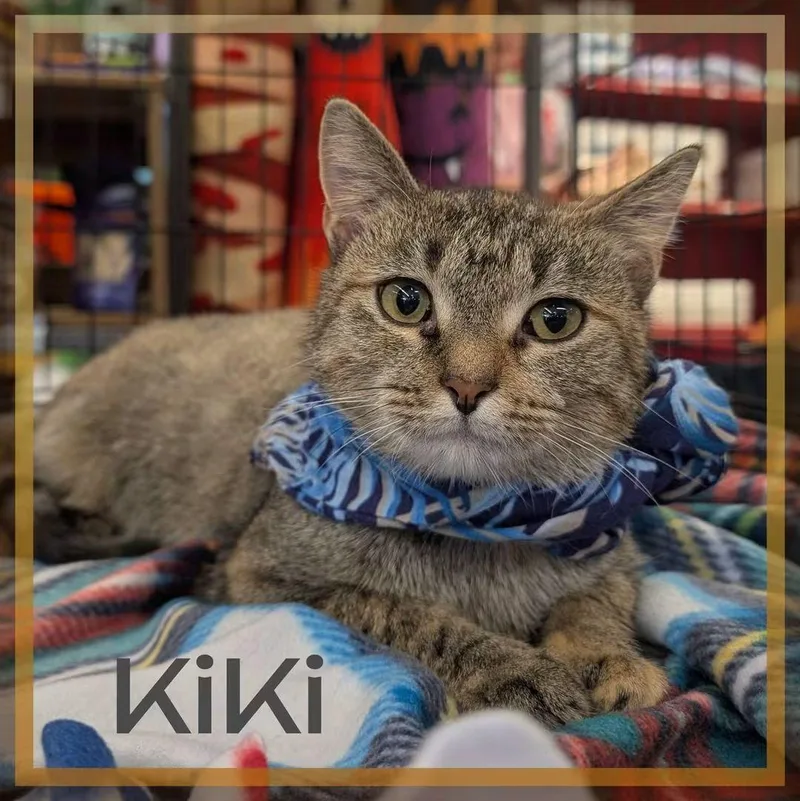 A young medium-sized female Torbie cat named Kiki for adoption in Great Mills, MD