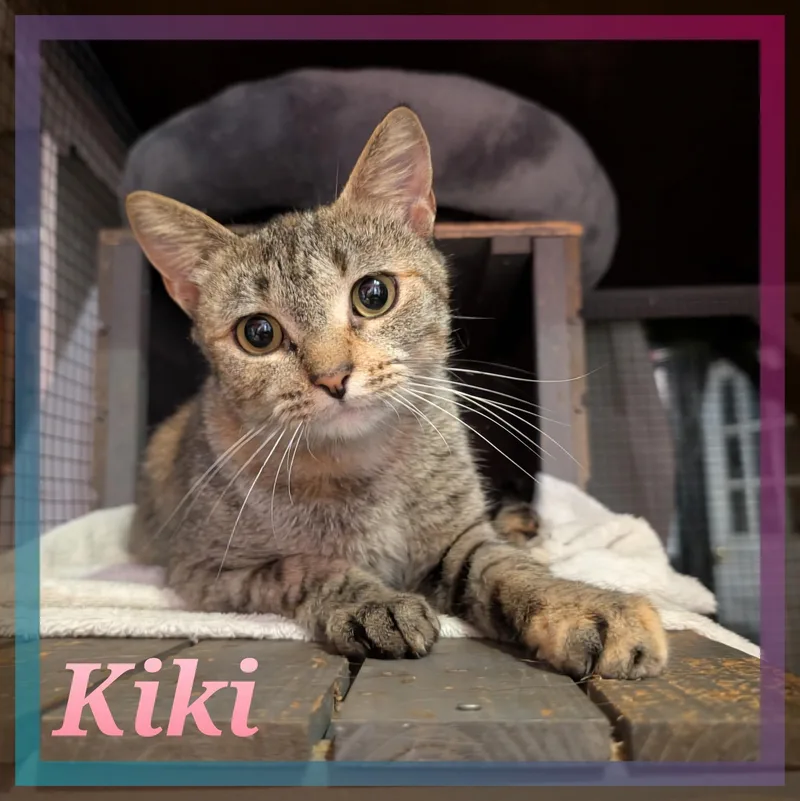 Kiki thumbnail 2