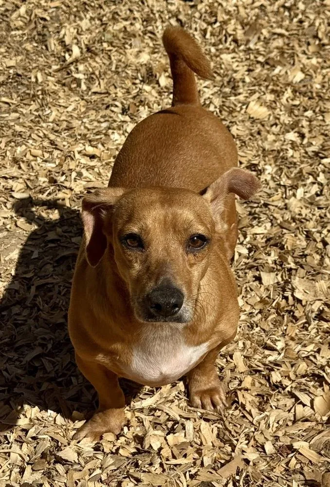An adult small-sized male Dachshund dog named Ricco for adoption in Troy, AL