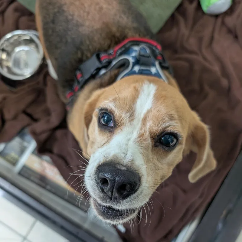 An adult small-sized male Beagle dog named Bud for adoption in Lakeland, FL