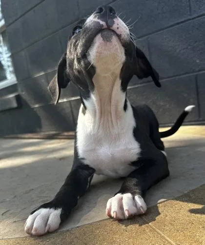 A baby medium-sized female American Bulldog dog named Matilda for adoption in Wilkesboro, NC