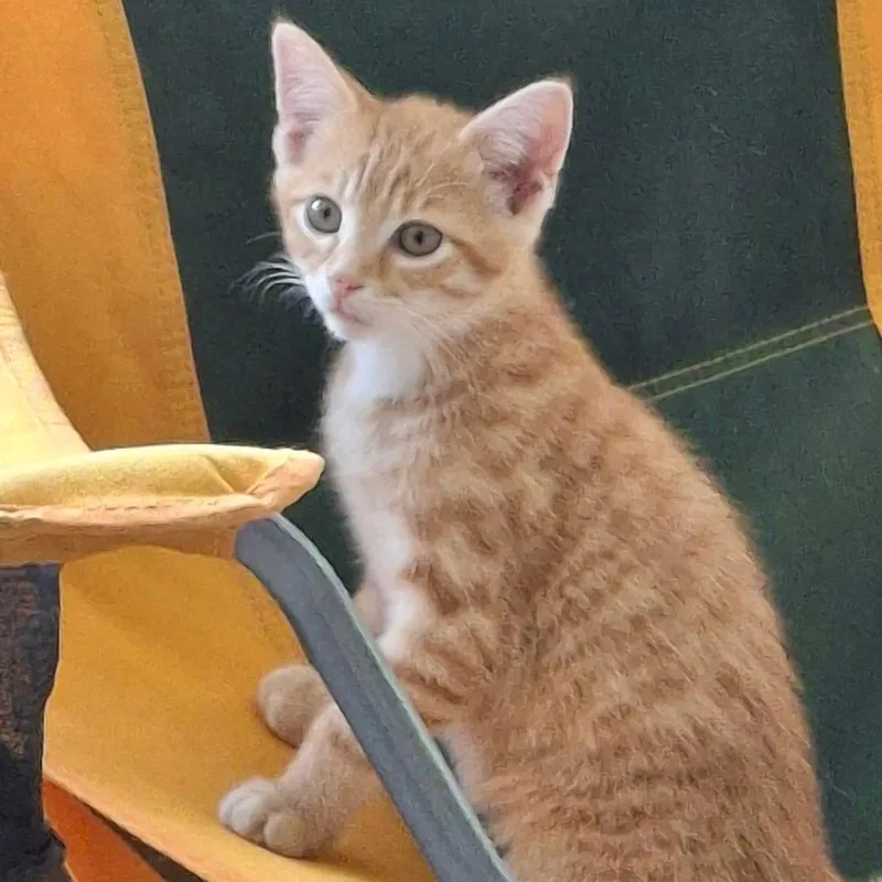 A young small-sized male Orange & White Domestic Short Hair cat named Rusty for adoption in Gresham, WI