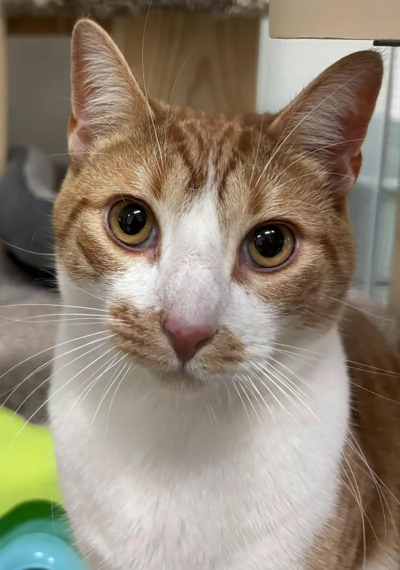 A young medium-sized male Orange & White Domestic Short Hair cat named Mango Also for adoption in Toledo, OH