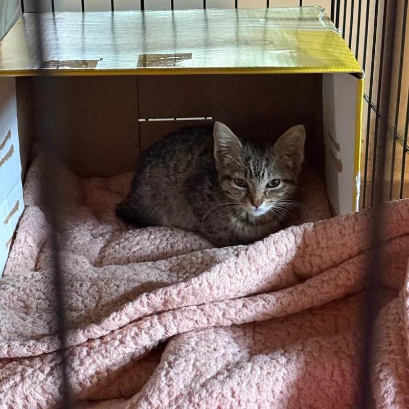 A baby small-sized female Brown / Chocolate Domestic Short Hair cat named Huckleberry ARC for adoption in Akron, NY