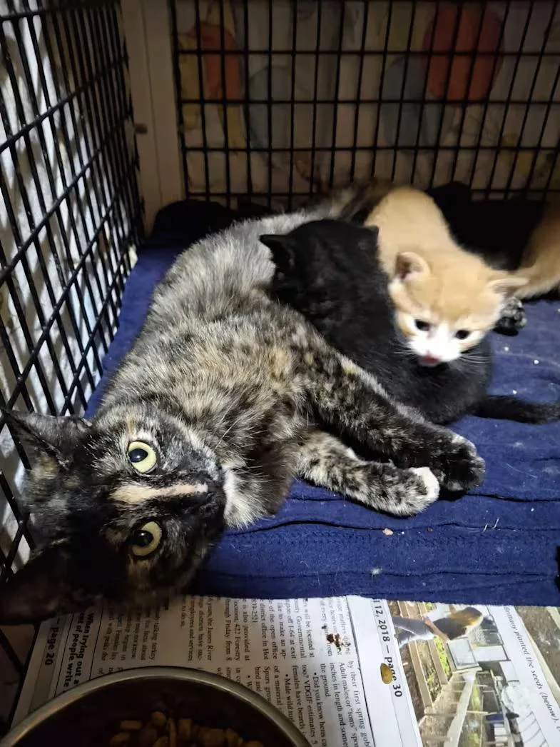A baby small-sized female Tortoiseshell cat named Singer for adoption in Monterey, VA