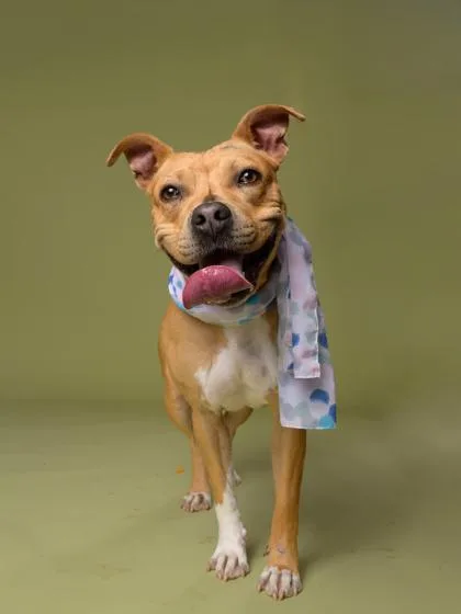 An adult medium-sized female Mixed Breed dog named Karma for adoption in Atlanta, GA