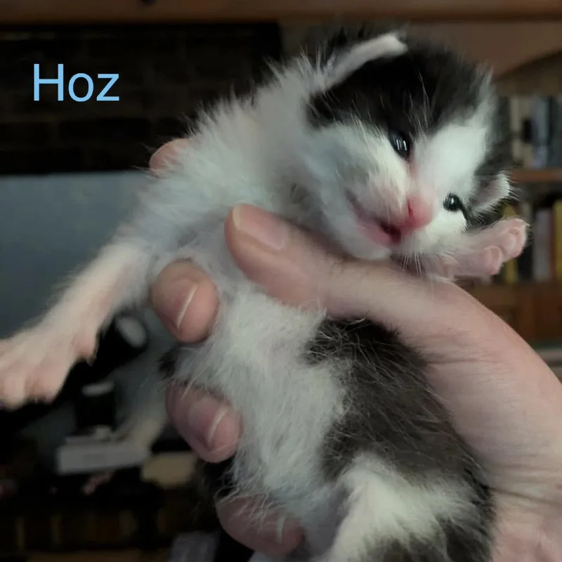 A baby small-sized male White Domestic Short Hair cat named Hoz for adoption in Spring Hill, KS