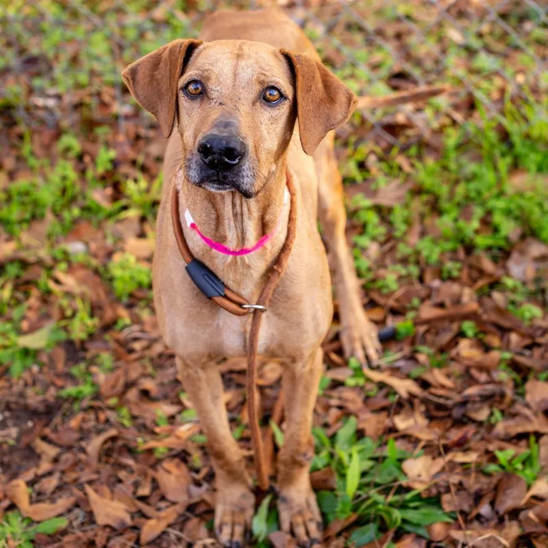 Shirley Temple thumbnail 2