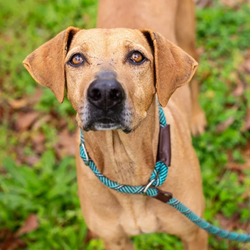 Shirley Temple thumbnail 3