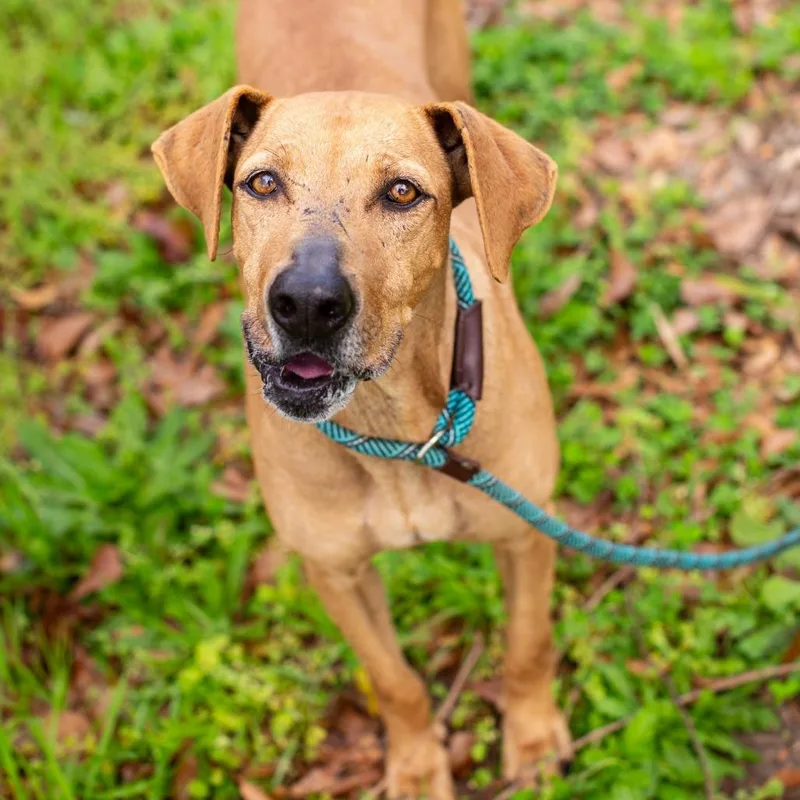 Shirley Temple thumbnail 4