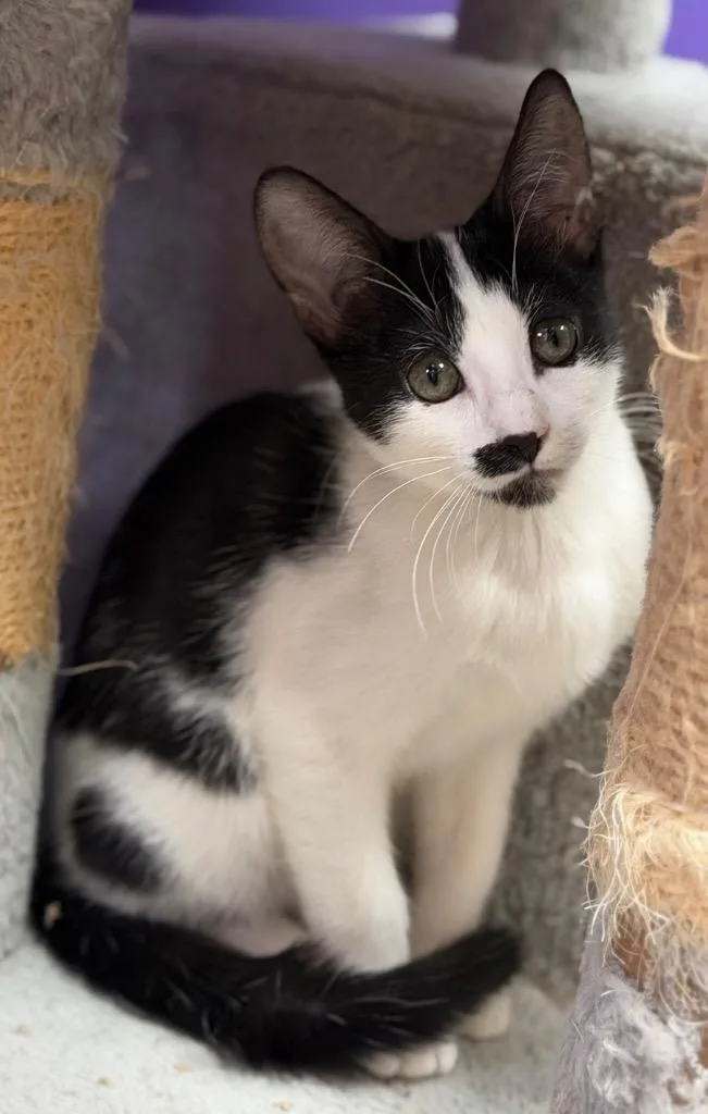 A baby medium-sized female Domestic Short Hair cat named Mary Moo for adoption in Claremore, OK