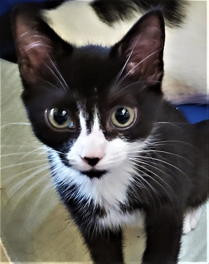 An adult medium-sized female Black & White / Tuxedo Domestic Short Hair cat named Deedra Rose for adoption in Weems, VA