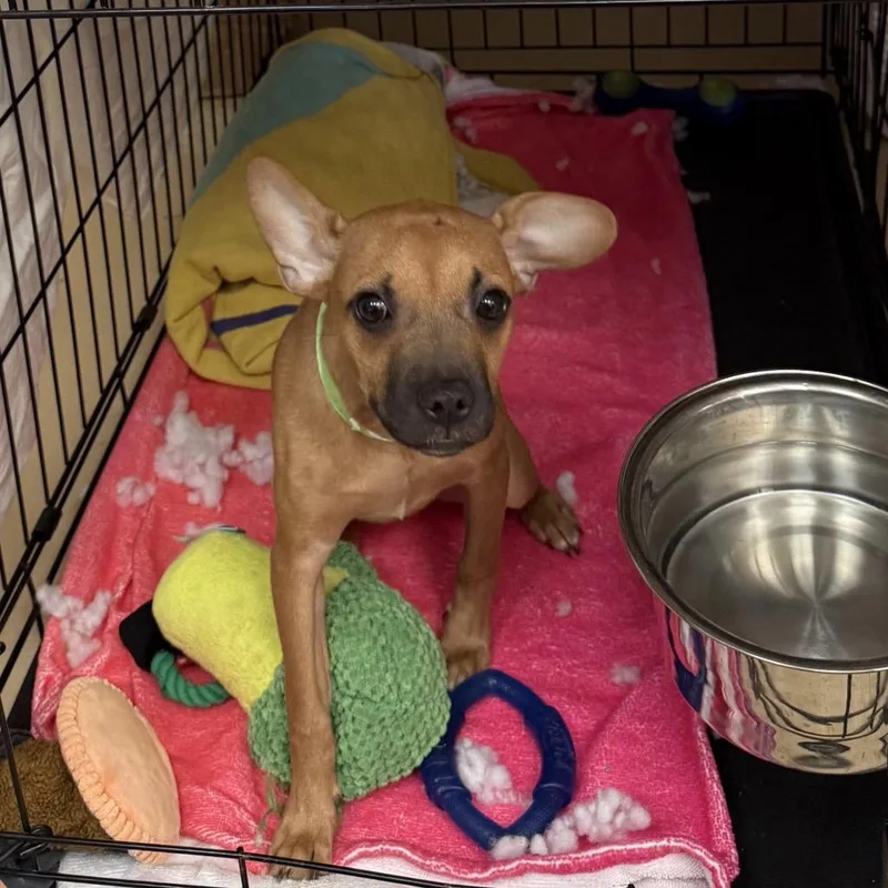 A baby small-sized female Yellow / Tan / Blond / Fawn Miniature Pinscher dog named Winnie Chino Hills for adoption in Chino Hills, CA