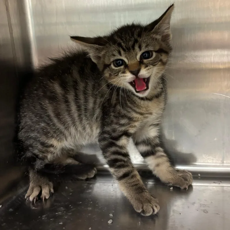 A baby small-sized male Brown / Chocolate Domestic Short Hair cat named Doodle for adoption in Ottawa, KS