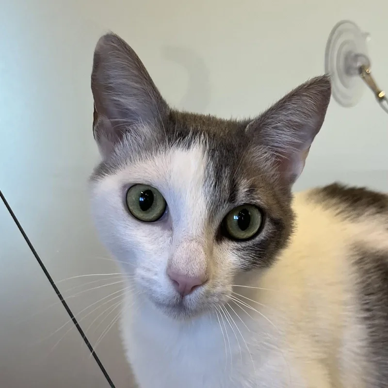 A young medium-sized female Gray & White Domestic Short Hair cat named Luna for adoption in Burlingame, CA