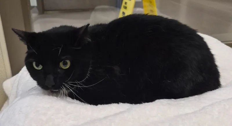 An adult medium-sized female Domestic Short Hair cat named Gamora for adoption in Christiansburg, VA