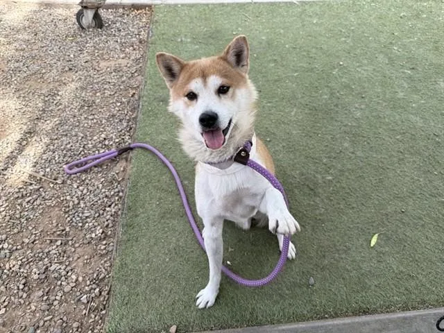 An adult small-sized male Shiba Inu dog named Rourou for adoption in Phoenix, AZ