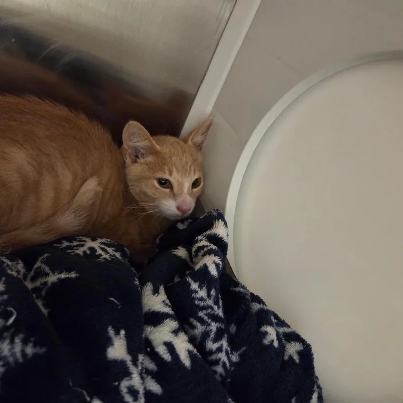 A baby small-sized male Orange / Red Domestic Short Hair cat named Boq for adoption in Chattanooga, TN
