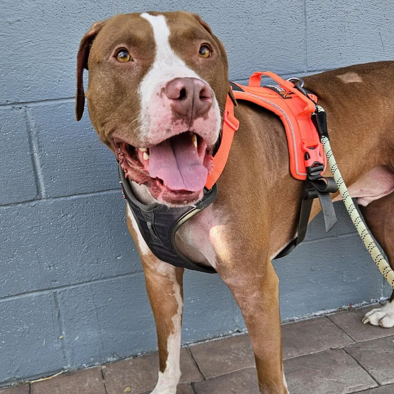An adult large-sized male Golden Pit Bull Terrier dog named Piglett for adoption in The Dalles, OR