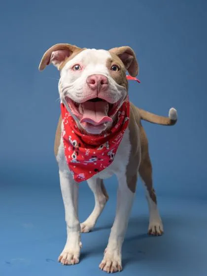 An adult medium-sized male Pit Bull Terrier dog named Pupper Cupper for adoption in Atlanta, GA