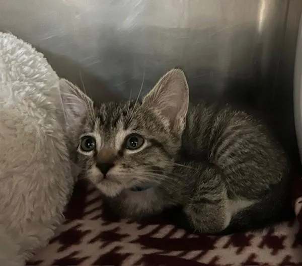 A baby small-sized male Domestic Short Hair cat named Elijah for adoption in Oceanside, CA