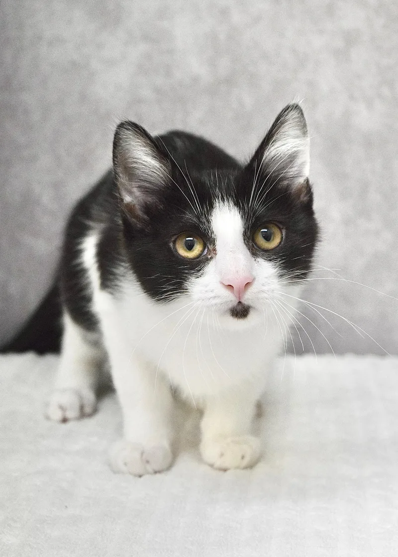 A baby medium-sized male Black & White / Tuxedo Domestic Short Hair cat named Justice for adoption in Dublin, CA