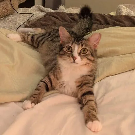 A young small-sized female Tabby (Brown / Chocolate) Domestic Medium Hair cat named Peppa for adoption in brooklyn, NY