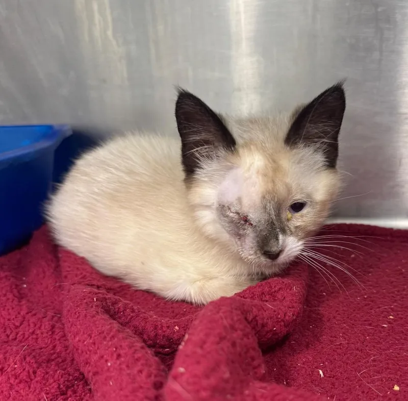 A baby medium-sized male Domestic Short Hair cat named Moon for adoption in Danielsville, GA