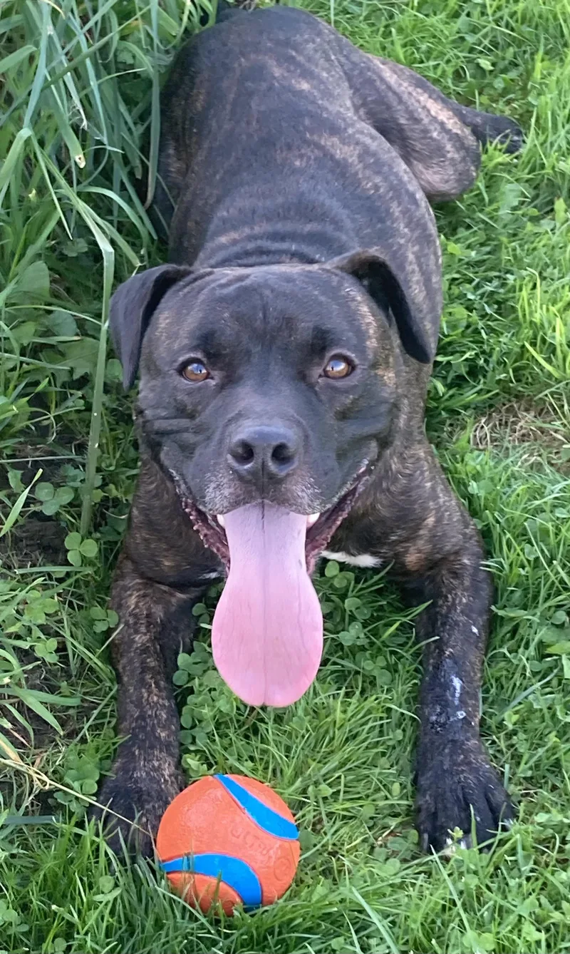 An adult medium-sized male Pit Bull Terrier dog named Espresso for adoption in Ithaca, NY