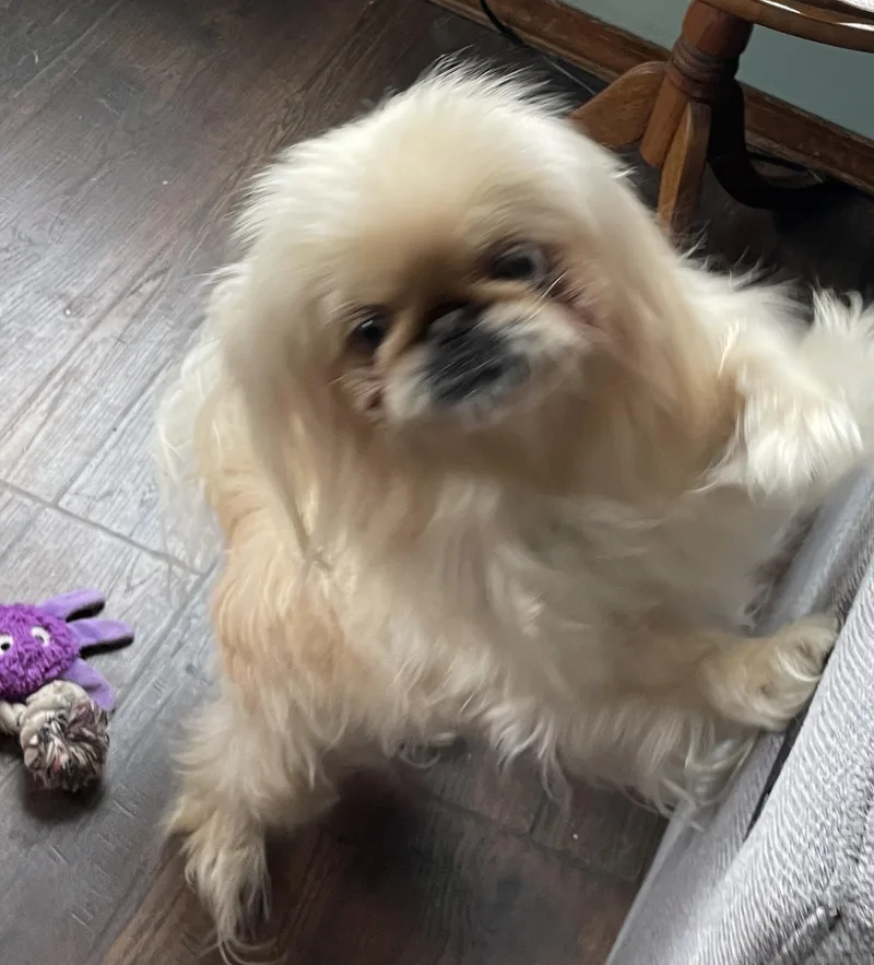 An adult small-sized female Pekingese dog named Luna for adoption in Overland Park, KS