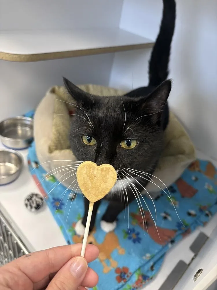 An adult large-sized male Black & White / Tuxedo Domestic Short Hair cat named Chuck for adoption in Trenton, ME