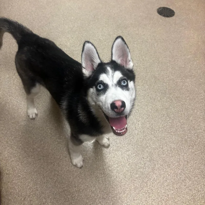 A baby medium-sized male Black Husky dog named Flint for adoption in Bristol, IN