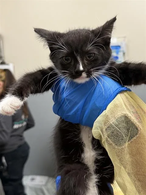 A baby small-sized female Domestic Short Hair cat named Lucy for adoption in Las Vegas, NV