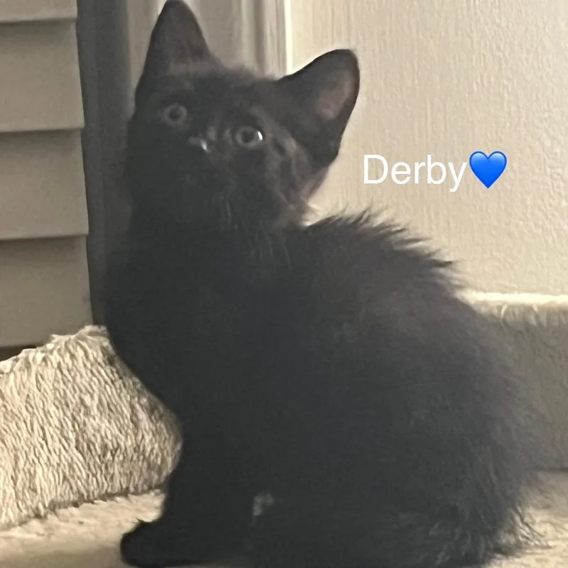A baby small-sized male Black Domestic Short Hair cat named Derby for adoption in Peachtree City, GA